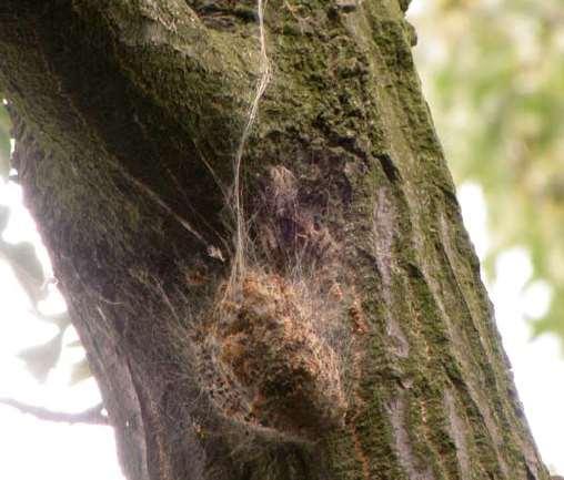 branches in early summer The nests and trails become discoloured and are