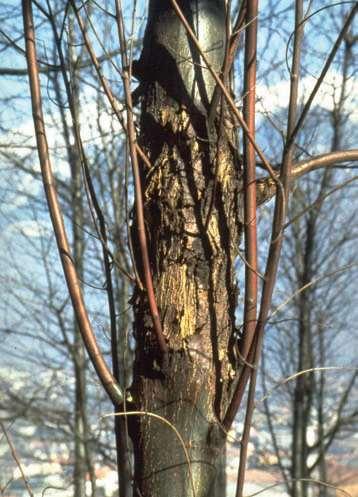 Chestnut blight (Cryphonectria parasitica) Fungal wound pathogen Stems or branches are girdled The dead bark becomes