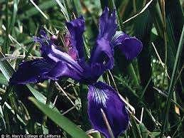 Iris missouriensis I. missouriensis is a long-lived perennial.