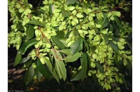 The colour of the fruits is a striking lime green, quickly maturing to a deep russet, both of which contrast well against the dark green, shinny foliage rapidly growing in September.