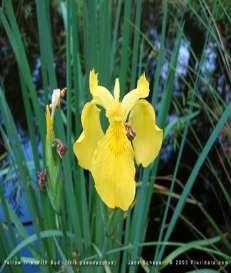 Iris pseudacorus It is a herbaceous perennial, 1-1.5 m (or a rare 2 m) tall.