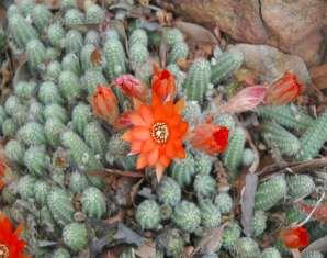 2 cm in diameter, 8 to 10 ribs, 10 to 15 soft, white bristles. Peanut Cactus flowers throughout the spring.