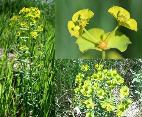 The plant contains a white milky sap that can irritate skin. Leafy spurge was introduced from Europe as a seed contaminant.