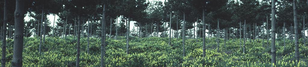 Economic importance The yellow tree lupin Lupinus arboreus has been utilised in New Zealand for its
