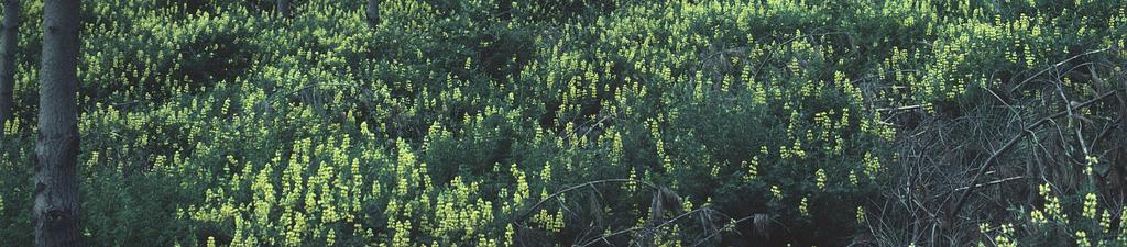 Lupin has been vital for the growth and continued health of Pinus radiata in sand dune forestry.