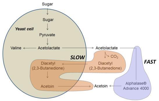 Diacetyl is tightly linked to yeast amino acids metabolism Acetolactate builds up and is secreted from the yeast as a consequence of a rate limiting step in the pyruvate pathway towards valine.