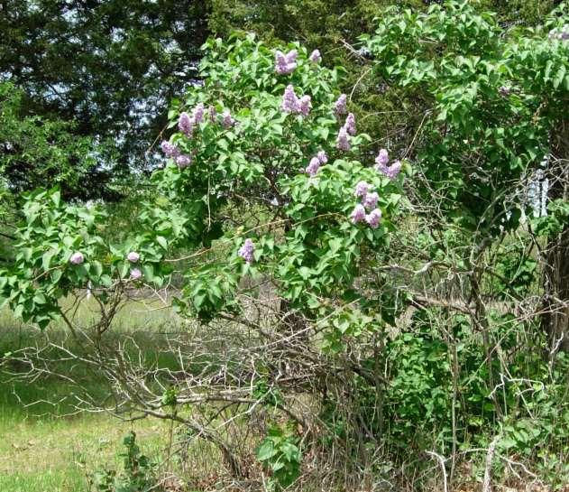 [Common] Lilac Syringa