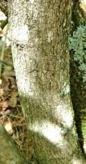 small tree; dioecious,
