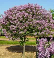 Tree Form BLOOMERANG Dark Purple - on Standard Syringa x SMSJBP7 PP26549 Ht. 4-6 ft. / Wd. 4-7 ft.