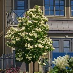 Dwarf Korean Lilac is a mainstay in landscape. Fragrant lilac flowers that cover this dense, compact tree in early summer. Responds well to pruning.