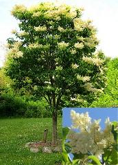 / Flower: White Ivory Pillar is not quite a pillar as the name implies but is a decidedly more pyramidal form of the Japanese Tree Lilac.