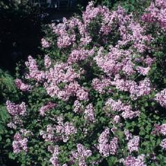 Fragrant lilac flowers that cover this dense, compact tree in early summer. Responds well to pruning.