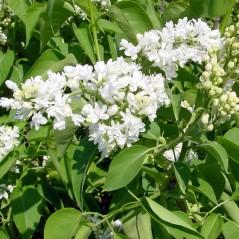 / Flower: White Large panicles of white double flowers are tinged with pink in mid
