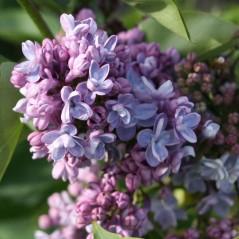 / Flower: White Wide spreading hybrid lilac with large, double white flowers with