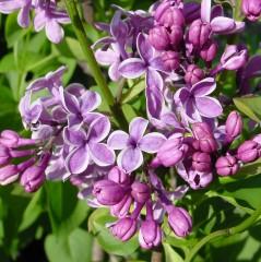 Shrub Form Common Lilacs SENSATION Syringa vulgaris Sensation Ht. 8-10 ft.