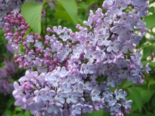 Its individual flowers are large, displayed on panicles up to 8 long and have a strong fragrance along with an