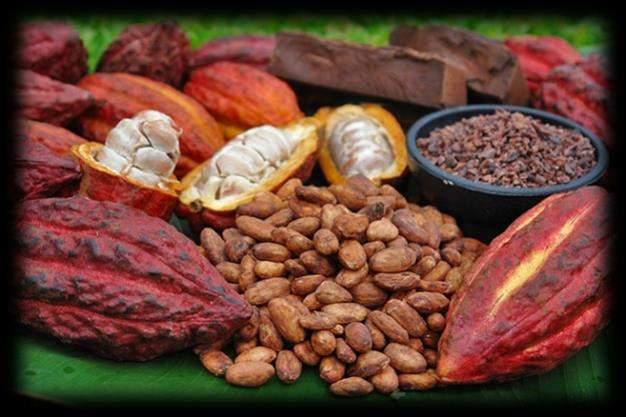 Other produces Cacao in Dak Lak Cacao There are over 2,000 hectares cacao in