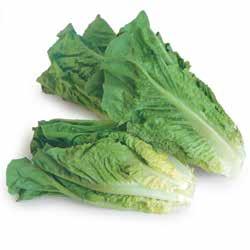 bag ~ Broccoli