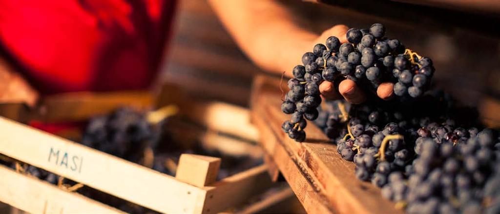 The appassimento process began in mid-september and finished in October for the grapes used to make doublefermentation wines: Corvina, Rondinella and Molinara for Campofiorin and MontePiazzo; the