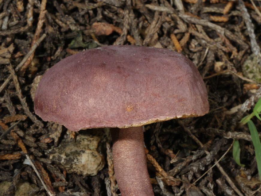 Gyroporus Name means round pores ; Small to medium sized boletes Caps usually subtomentose to floccose-scaly, stipes are hollow at maturity Members have brittle context; Spore print - pale bright