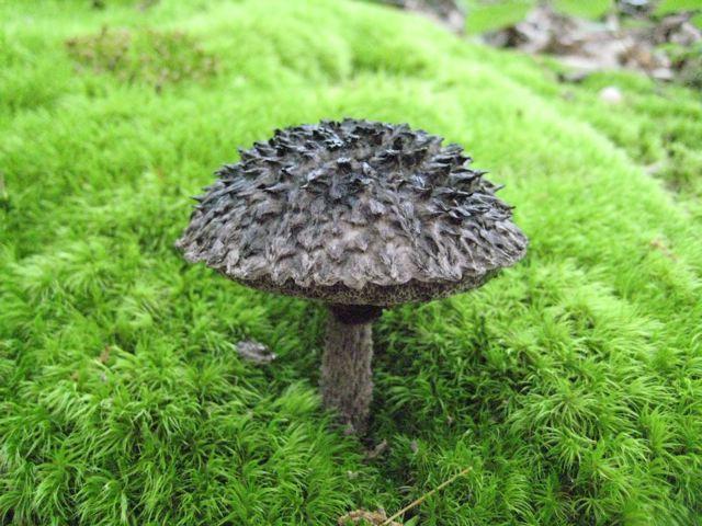 Strobilomyces Name means pinecone fungus Medium to large terrestrial boletes Spores globose to subglobose that are reticulated or irregular ridges Pilei are coarsely fibrillose to conspicuously scaly