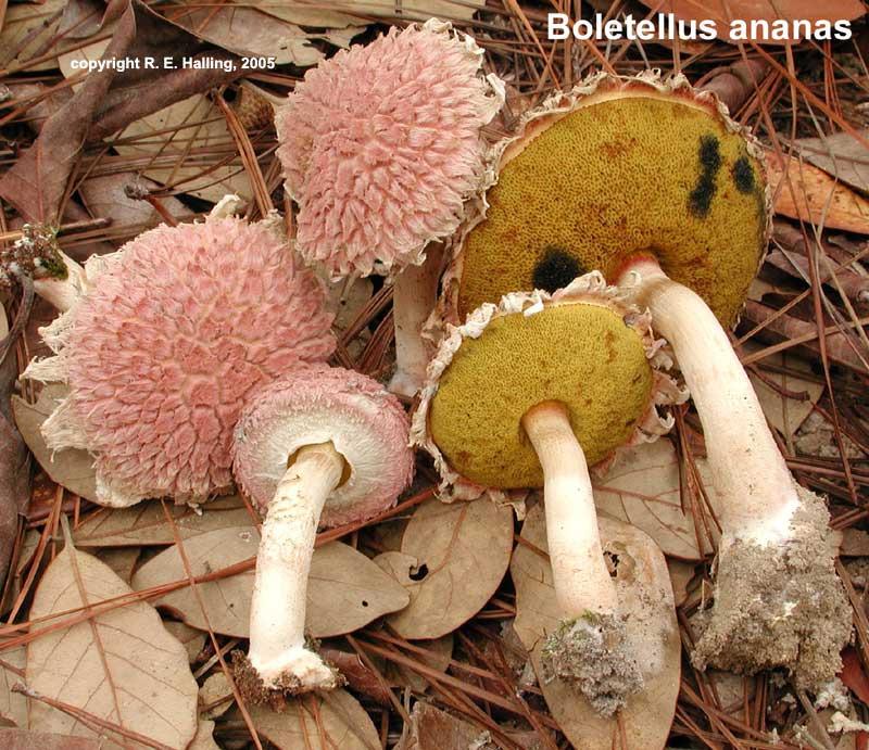 Boletellus Name means small bolete Less than 12 species known from North America Members of this genus are small to medium-large terrestrial and lignicolous boletes that closely resemble members of