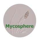 Mycosphere 6(1): 165 173(2015) ISSN 2077 7019 www.mycosphere.org Article Mycosphere Copyright 2015 Online Edition Doi 10.5943/mycosphere/6/2/7 Species of Gymnopilus P.