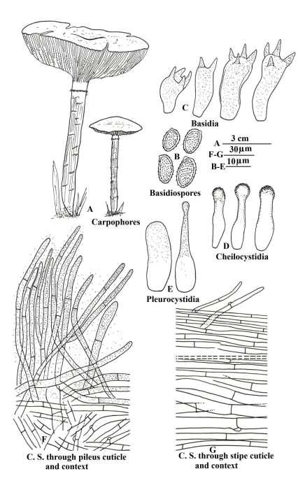 Fig. 1 A G Gymnopilus pampeanus (Speg.) Singer: A Carpophores. B Basidiospores. C Basidia. D Cheilocystidia. E Pleurocystidia. F C. S. through pileus cuticle & context. G C. S. through stipe cuticle & context.