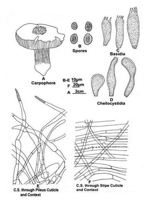 Fig. 3 A F Gymnopilus russipes Pegler: A Carpophore. B Spores. C Basidia. D Cheilocystidia. E C. S. through pileus cuticle & context. F C. S. through stipe cuticle & context.