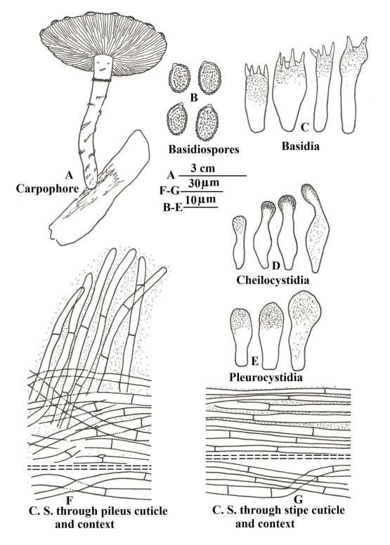 Fig. 5 A G Gymnopilus spectabilis (Weinm.) A.H. Sm.: A Carpophore. B Basidiospores. C Basidia. D Cheilocystidia. E Pleurocystidia. F C. S. through pileus cuticle & context. G C. S. through stipe cuticle & context.