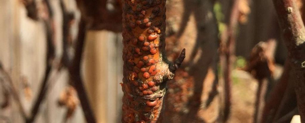 dieback caused by Nectria cinnabarina, figure 1 and 2) due to two reasons: 1) Factor