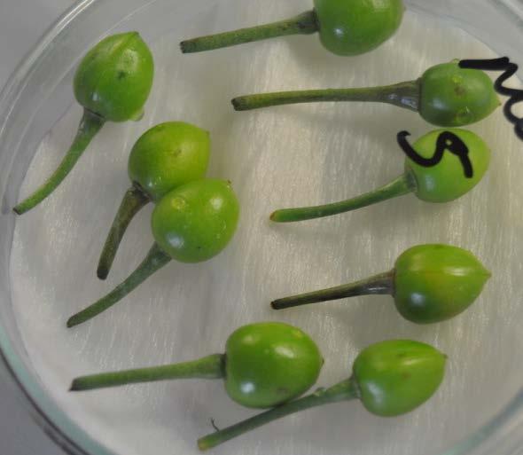 Each fruitlet was inoculated