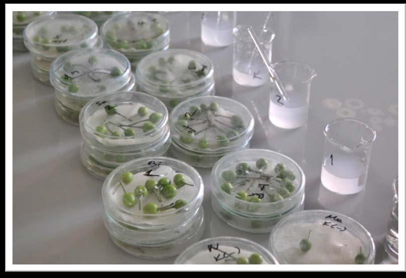 After inoculation, each fruitlet was placed on moisted filter paper in sterile Petri dish and incubated at 24 C for four days.