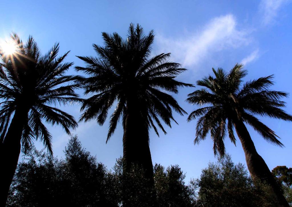 Palm trees in the south of France, home