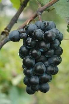 Vranac Black Stallion Vigorous, productive Thin skinned berries Likes warm