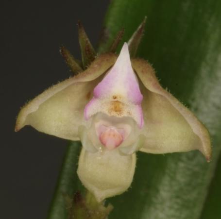 Polystachya piersii Kenya restricted to the northern frontier district.