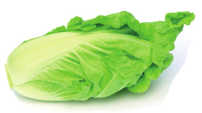 CHINESE CABBAGE The production of Chinese cabbage originated in China but the vegetables is widely grown in Poland on about 3500 ha.
