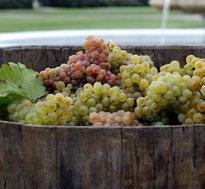 varieties cultivated within one vineyard in Vienna, and these grapes have to
