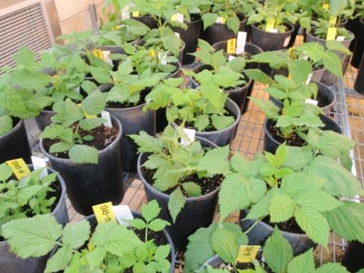 Molecular marker deployment : resistance to Phytophthora x fruit size >900 seedlings in progress of screening New generation of 2015 crosses, with largest-fruited genotypes Rub118b
