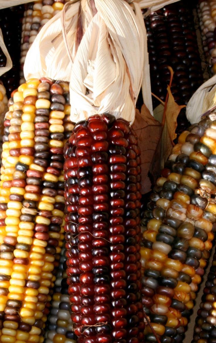 Corn (Maize) Latin Name: Zea mays The Osage people grew crops including corn, beans, squash, and gourds.