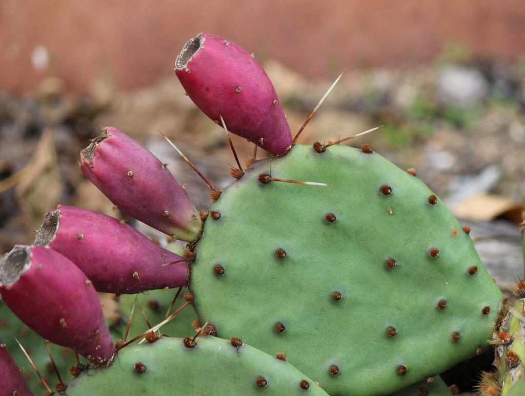 Prickly Pear Cactus Photo courtesy Jay Barber Both the fruit and pads of the Prickly Pear Cactus are edible.