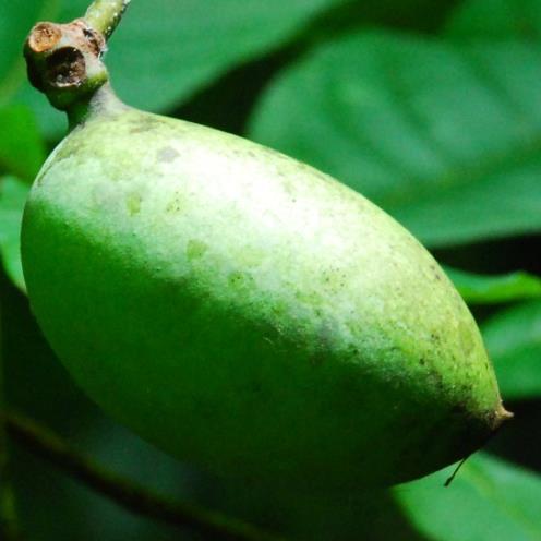 Paw Paw The paw paw is a sweet, juicy fruit that grows on trees. The entire fruit is edible.