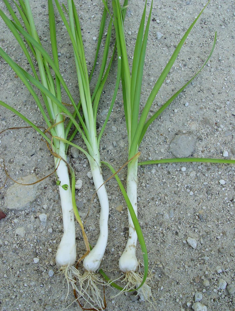 Wild Onion The wild onion is a strong flavored bulb. It is smaller than the farmed onions you see in stores.