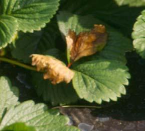 GRAY MOLD CAUSED BY BOTRYTIS CINEREA Leaf infection first appears as small, yellowish or