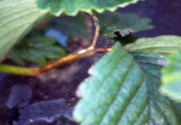 Leaf blight is difficult to distinguish from other foliar diseases of strawberries at the