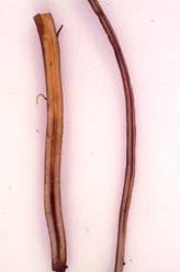 FRAGARIAE ON ROOTS Rat-tail (arrow) appearance