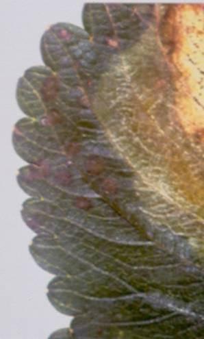 LEAF BLOTCH CAUSED BY GNOMONIA COMARI (ANAMORPH ZYTHIA FRAGARIAE) Symptom of leaf blotch: A = V-shaped lesions, usually at the edge of the
