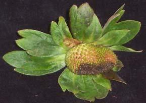 Infection of immature fruit shows as dry, hard, sunken dark lesions, sometimes on