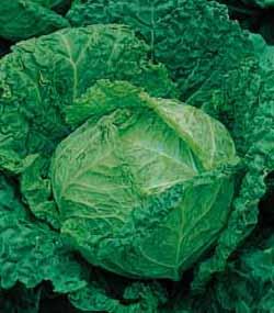 SAVOY ACE, leaves good for wrapping CUCUMBER-BURPLESS DIVA in salads Mildew, leaf
