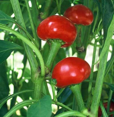Very hot, upright fruits cover plant.